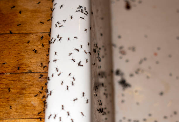 Best Residential Pest Control  in Flat Rock, NC